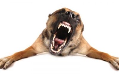 How To Select A Dog Bite Injury Attorney