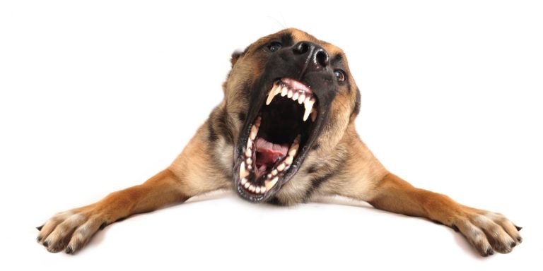 An angry dog. There are certain aspects to look for when choosing a dog bite injury attorney