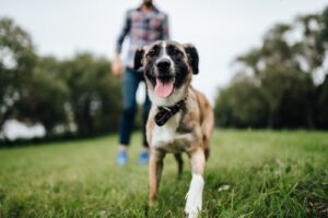 A dog and owner on a park. A dog injury lawyer can help be very helpful