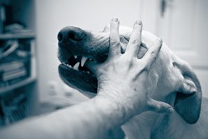 A dog bites a man by the hand. Dog bite lawyers can assist in dog bite-related cases